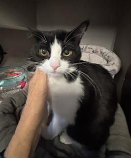 Guppy, an adopted Tuxedo in Phoenix, AZ image 4/6