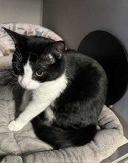 Guppy, an adopted Tuxedo in Phoenix, AZ image 2/6