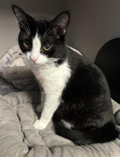 Guppy, an adopted Tuxedo in Phoenix, AZ image 1/6