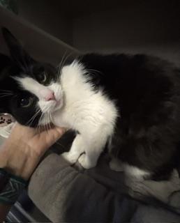 Guppy, an adopted Tuxedo in Phoenix, AZ image 3/6