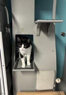 Guppy, an adopted Tuxedo in Phoenix, AZ image 6/6