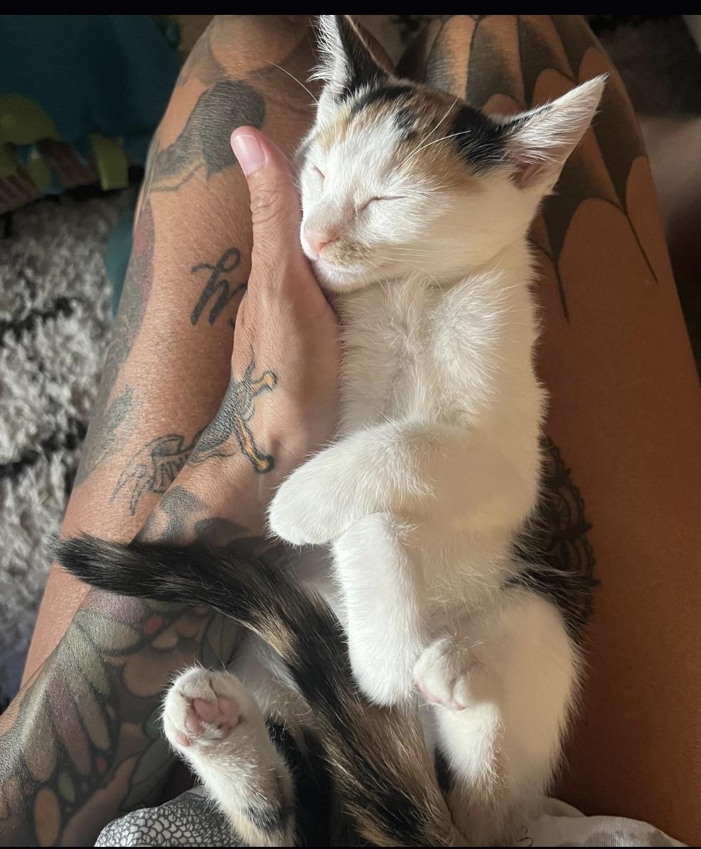 Beezus & Ramona (Bonded Sisters), a Adoptable Calico in Costa Mesa, CA image 2/6