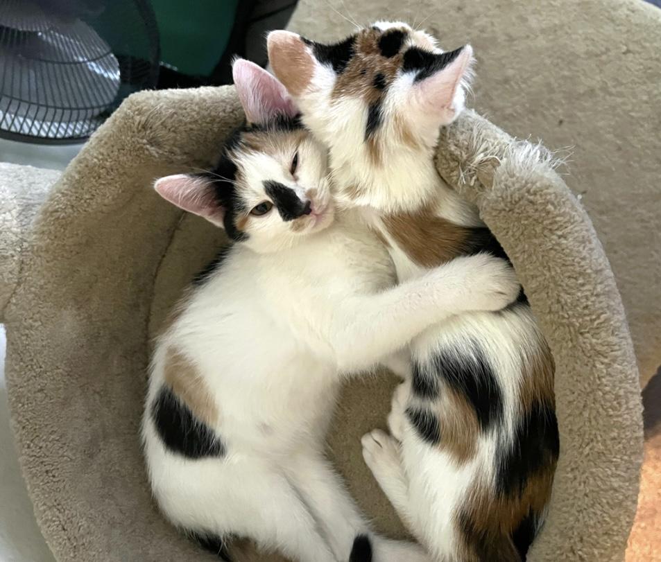 Beezus & Ramona (Bonded Sisters), a Adoptable Calico in Costa Mesa, CA image 3/6