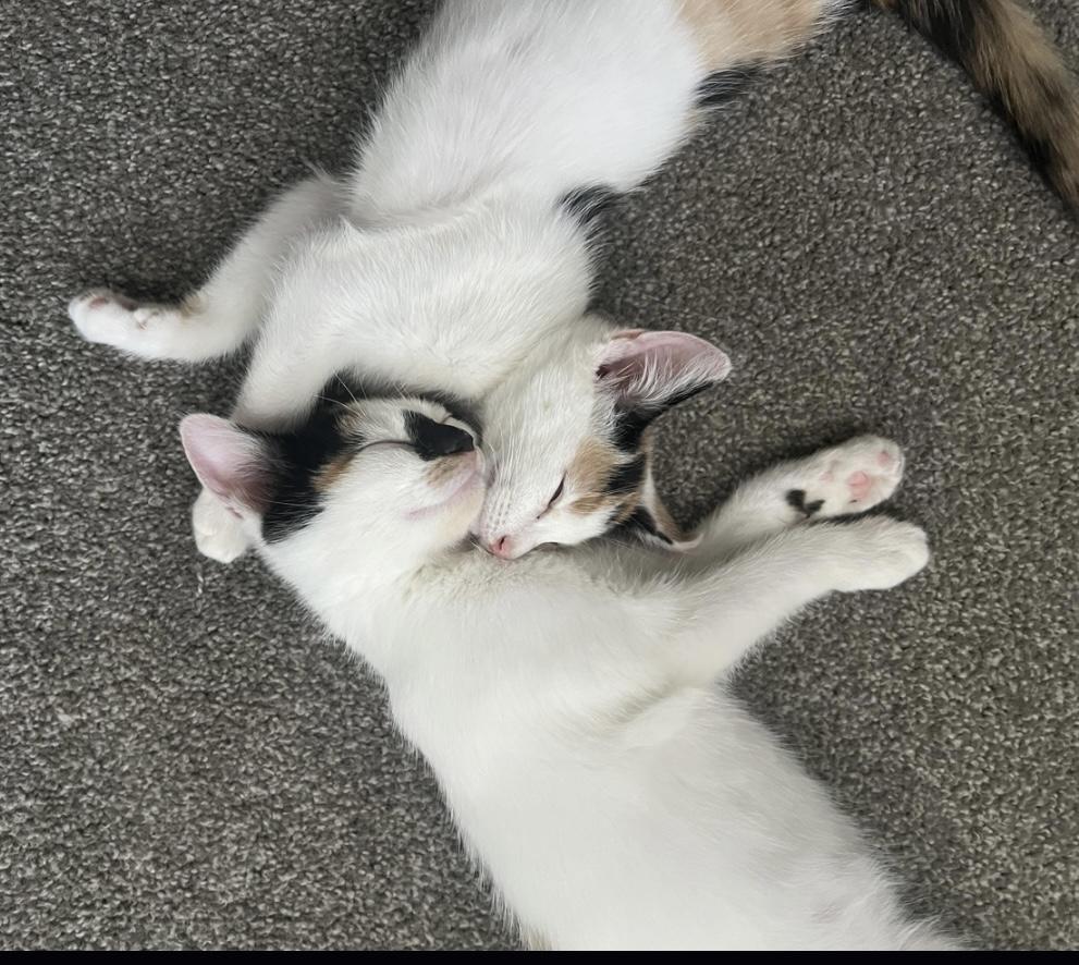 Beezus & Ramona (Bonded Sisters), a Adoptable Calico in Costa Mesa, CA image 4/6