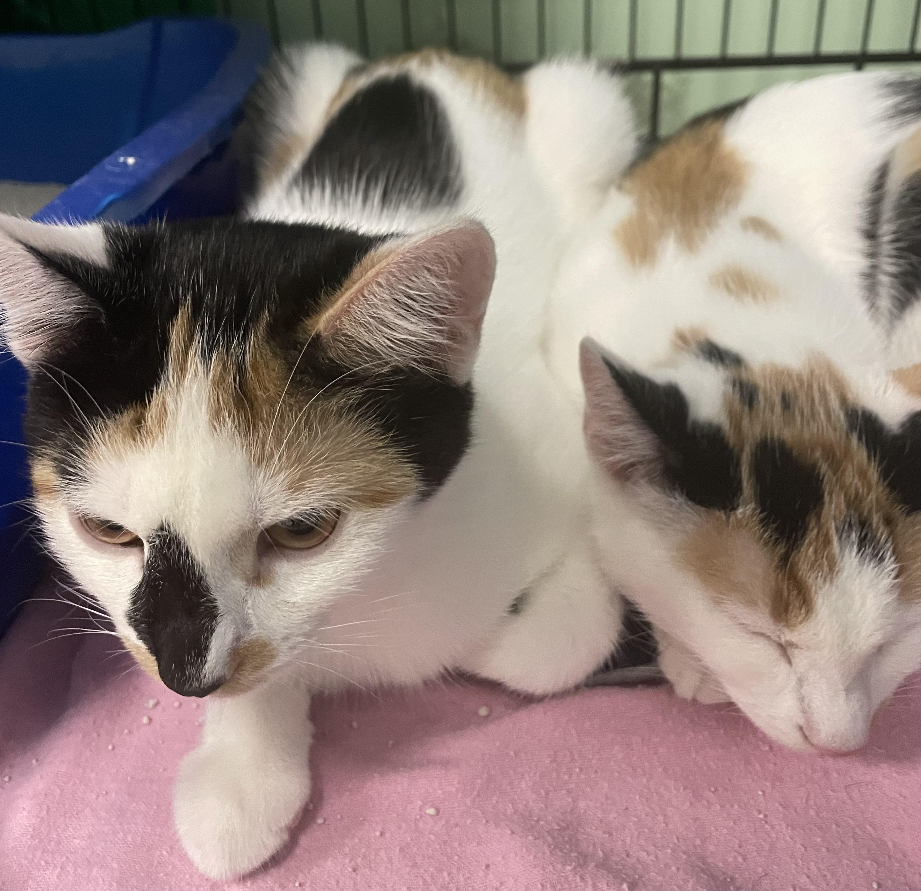 Beezus & Ramona (Bonded Sisters), a Adoptable Calico in Costa Mesa, CA image 5/6