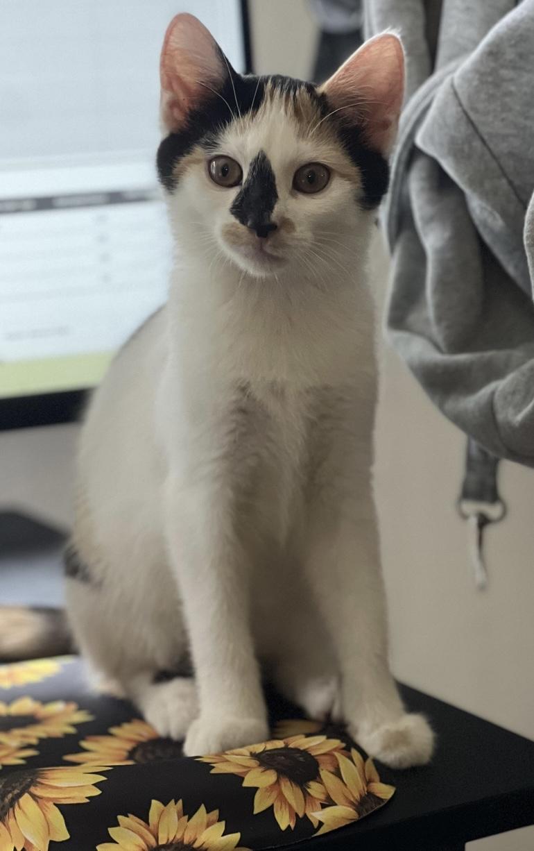 Beezus & Ramona (Bonded Sisters), a Adoptable Calico in Costa Mesa, CA image 6/6
