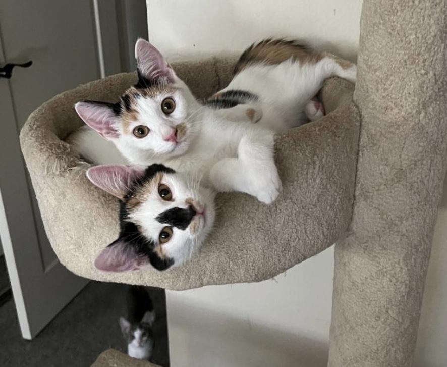 Beezus & Ramona (Bonded Sisters), Adoptable, Young Female Calico.