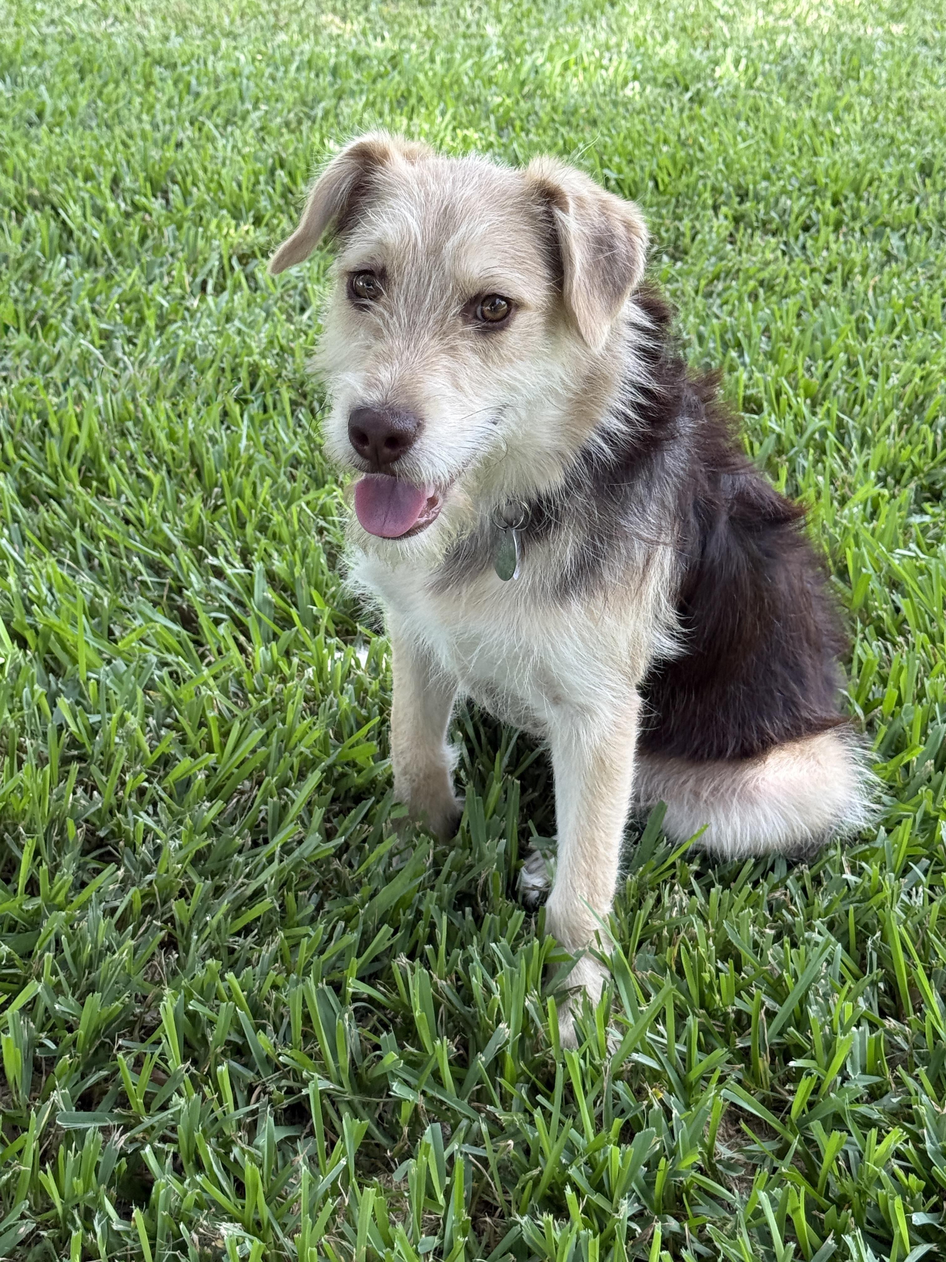 Pele, a ADOPTABLE mixed breed in Houston, TX image 4/6