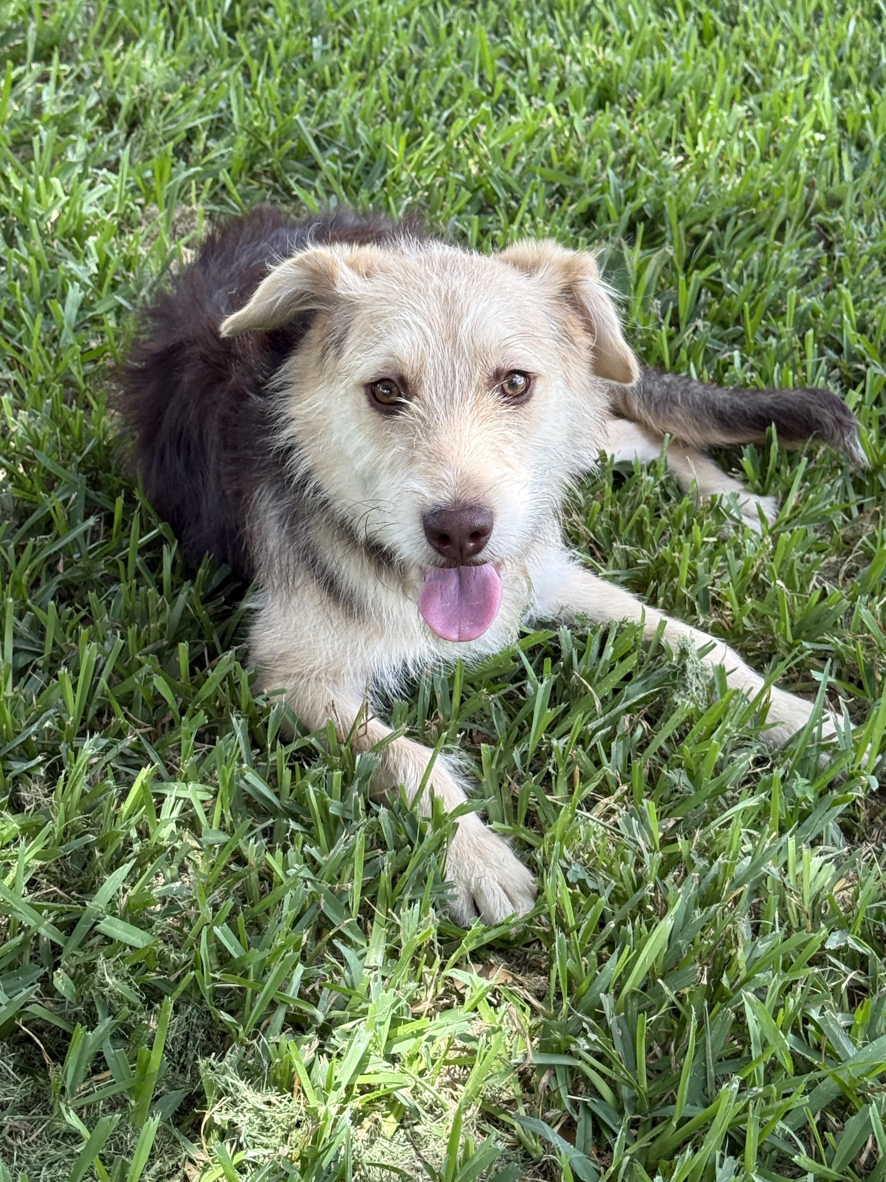 Pele, a ADOPTABLE mixed breed in Houston, TX image 3/6