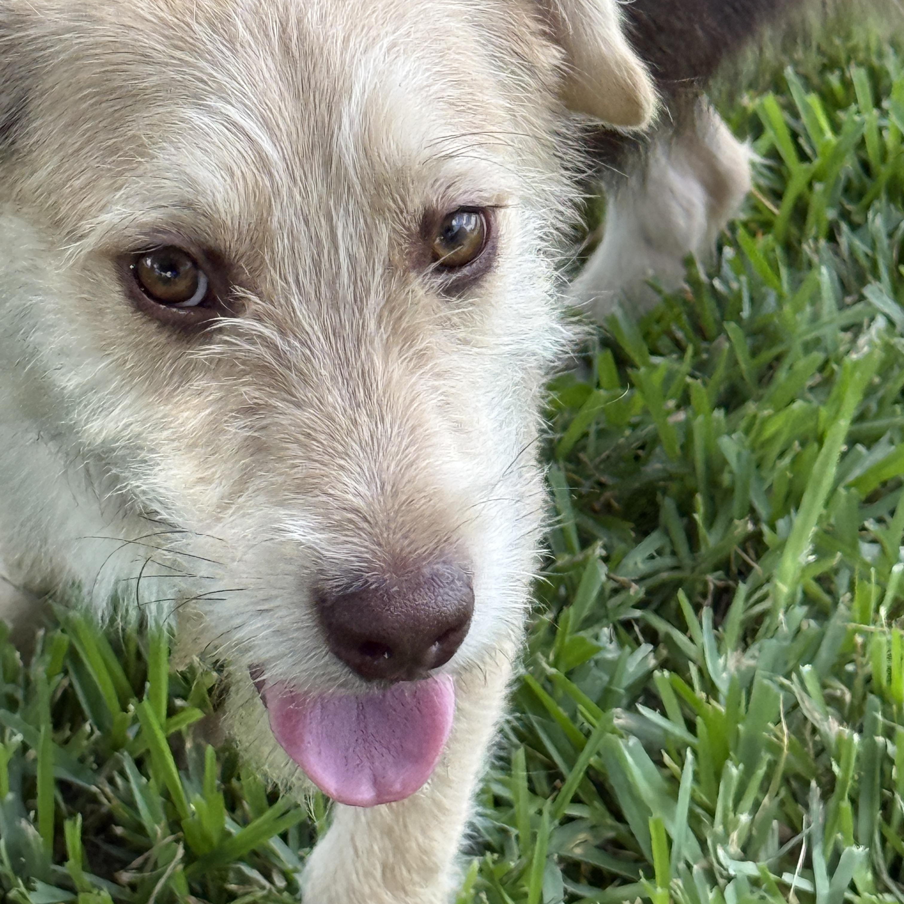 Pele, a ADOPTABLE mixed breed in Houston, TX image 2/6