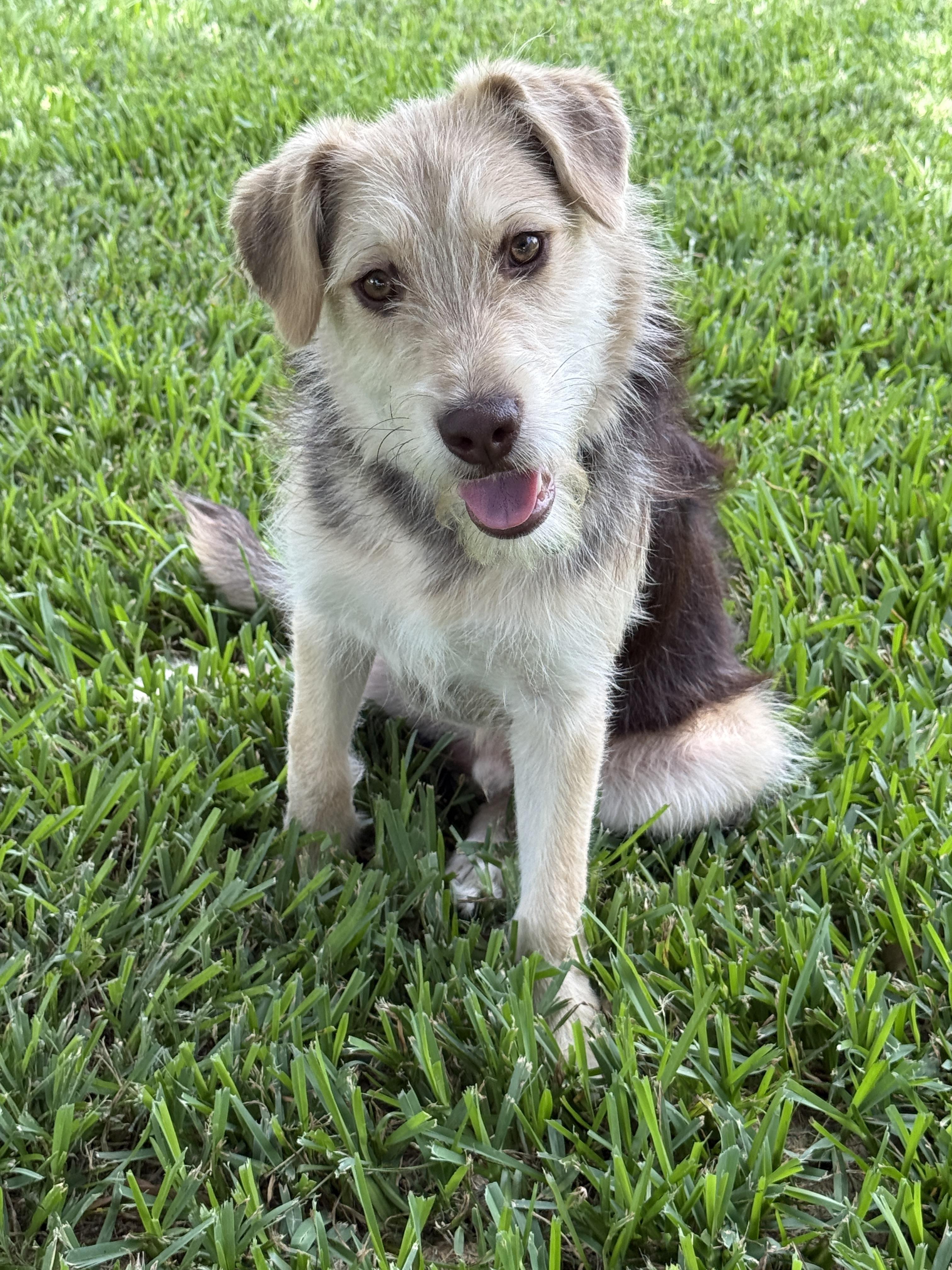Pele, ADOPTABLE, Young Male Border Terrier & Airedale Terrier.