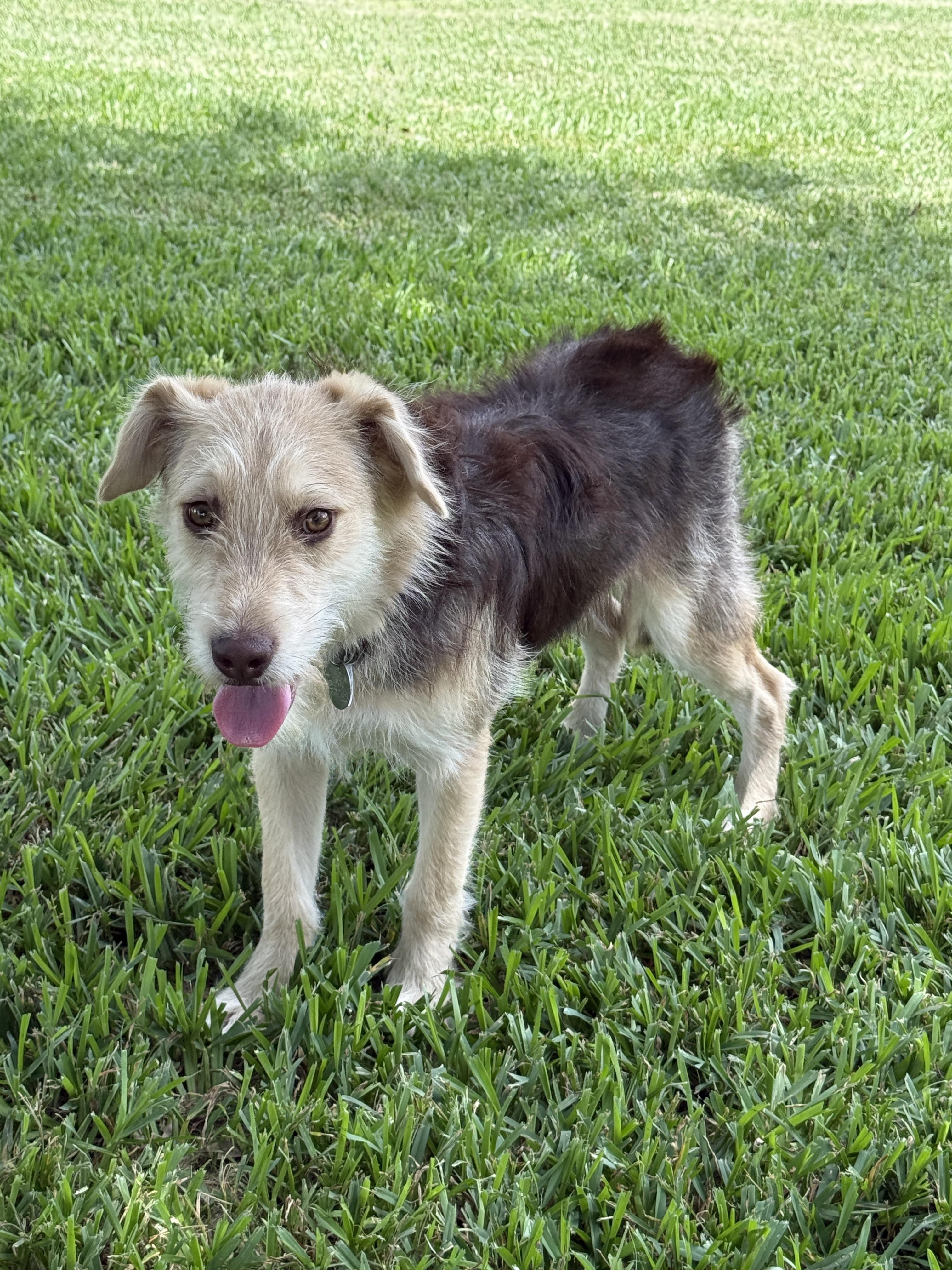 Pele, a ADOPTABLE mixed breed in Houston, TX image 6/6
