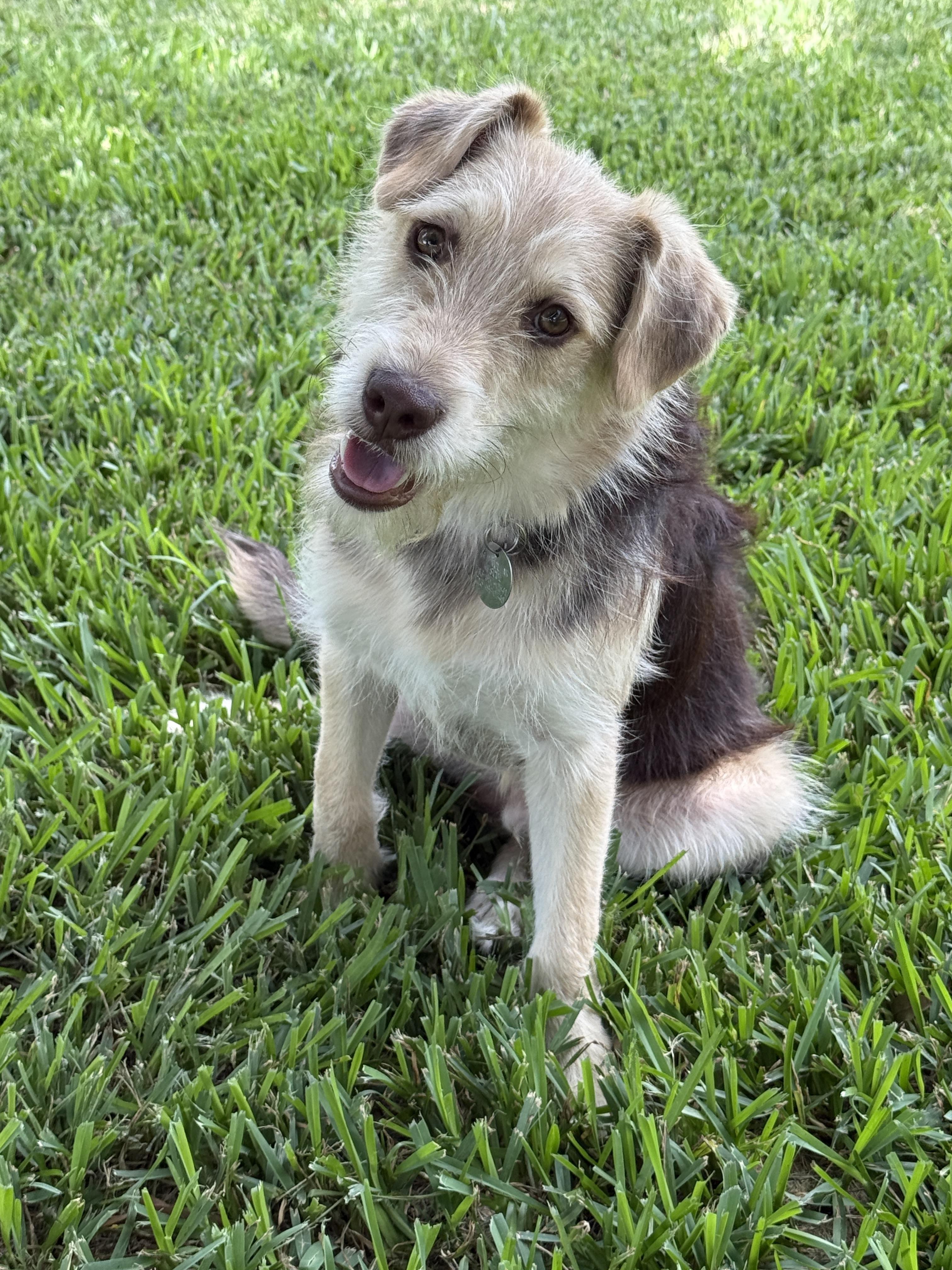 Pele, a ADOPTABLE mixed breed in Houston, TX image 5/6