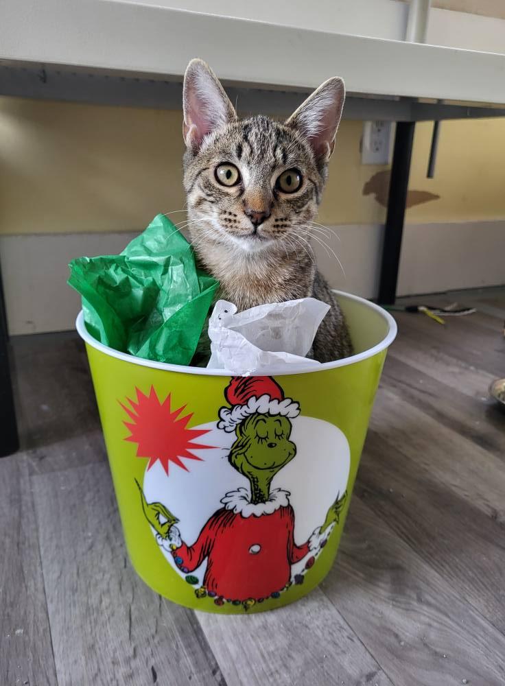 Charlie, ADOPTABLE, Kitten Male Domestic Short Hair.