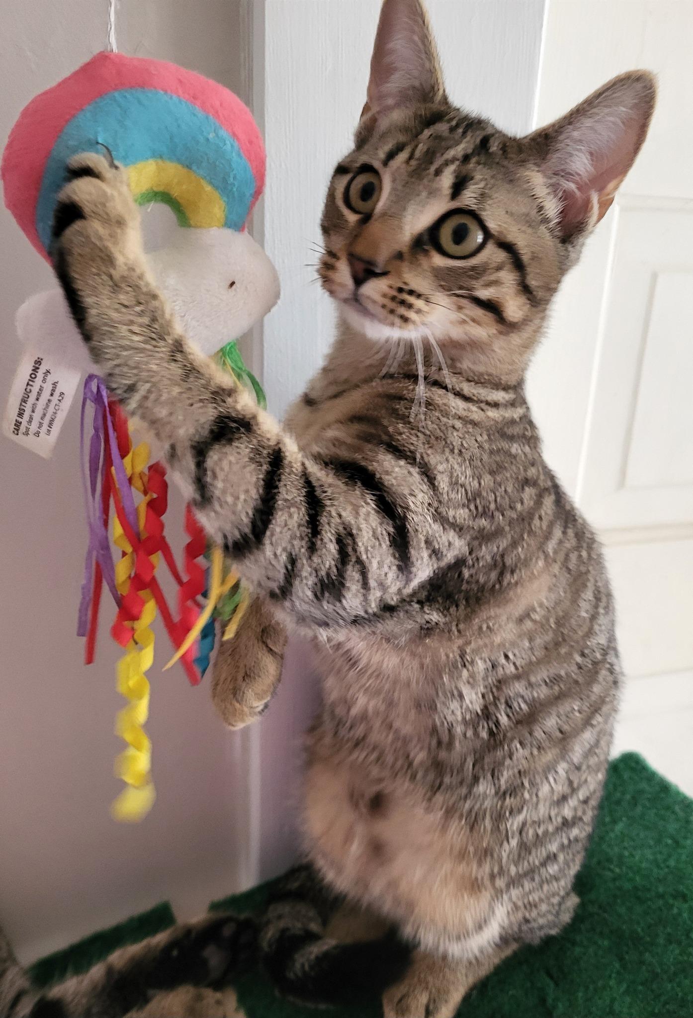 Enlarge Charlie, a ADOPTABLE Domestic Short Hair in Middletown, NY image 2/3