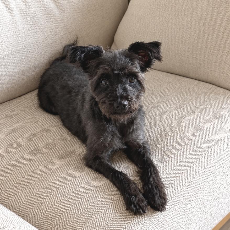 Enlarge Velvet 14404, a Adoptable mixed breed in San Francisco, CA image 5/6