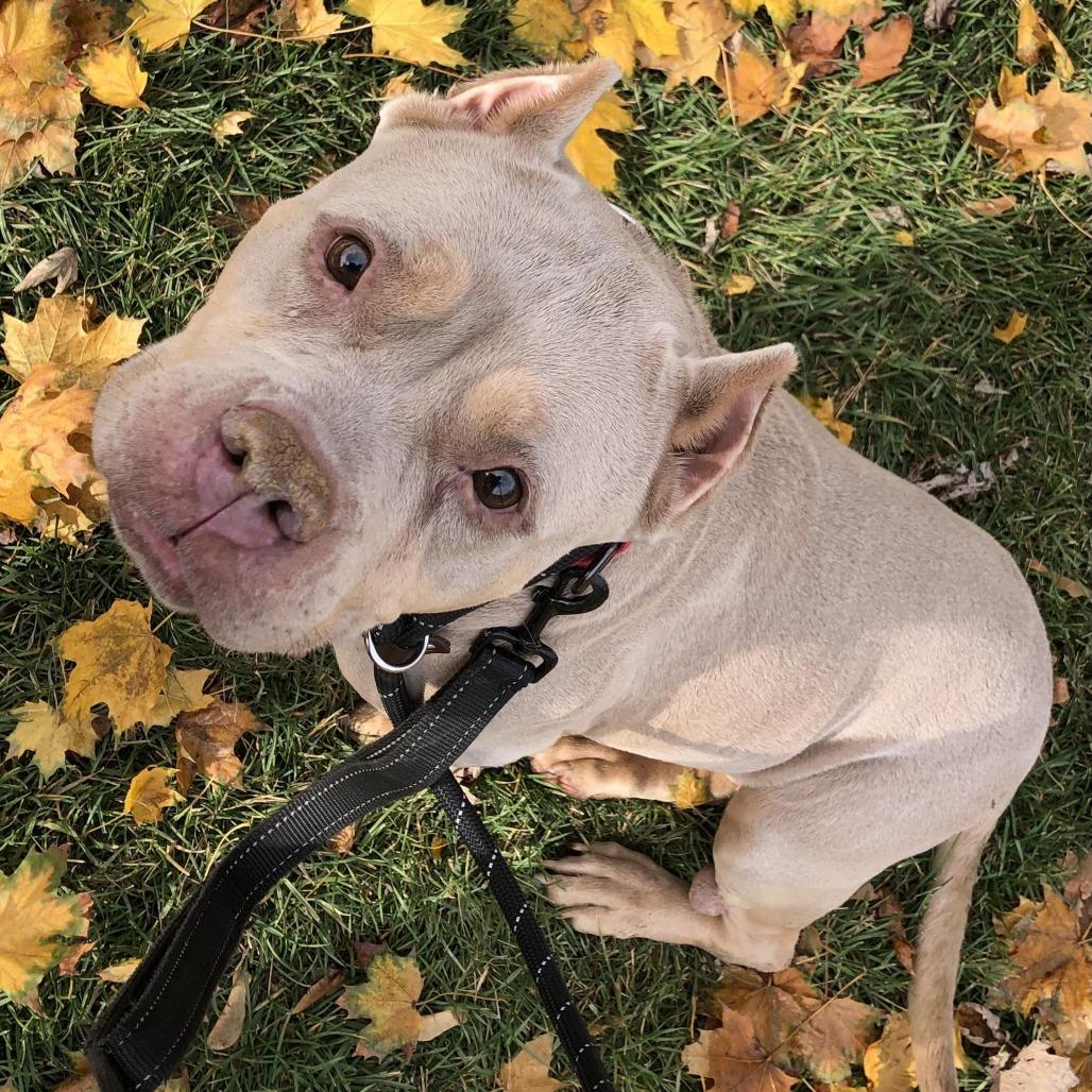 Miss Piggy thumbnail 3