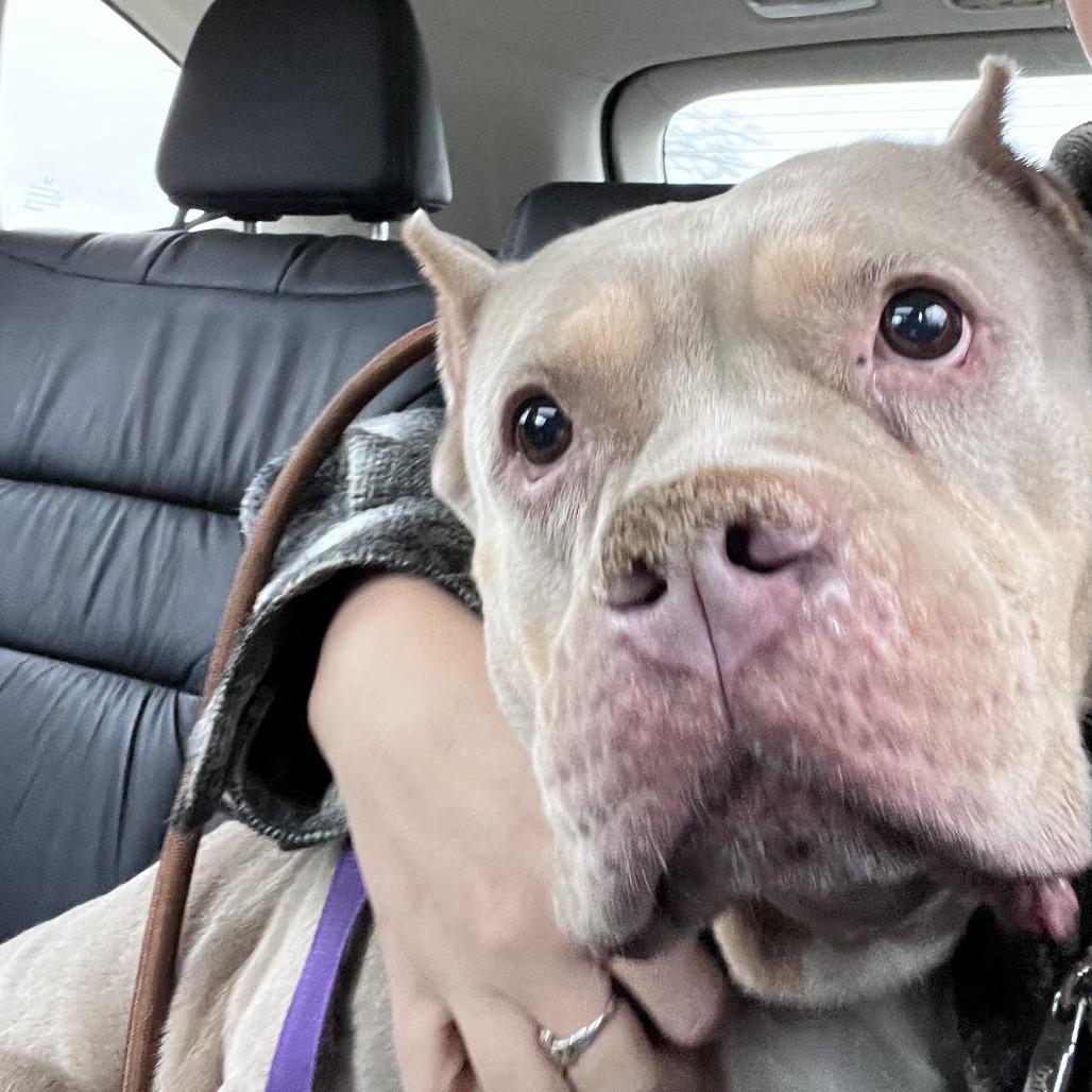 Miss Piggy thumbnail 4