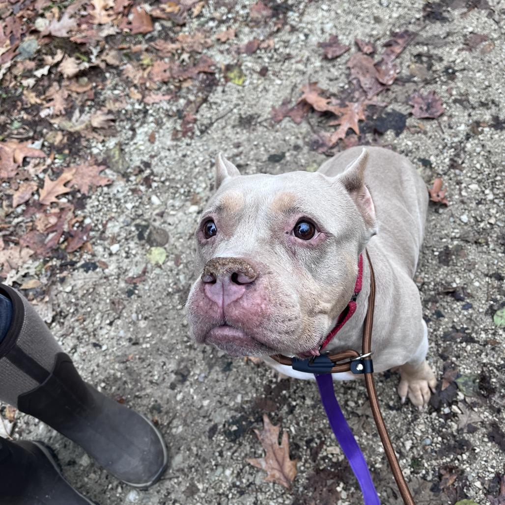 Miss Piggy thumbnail 5