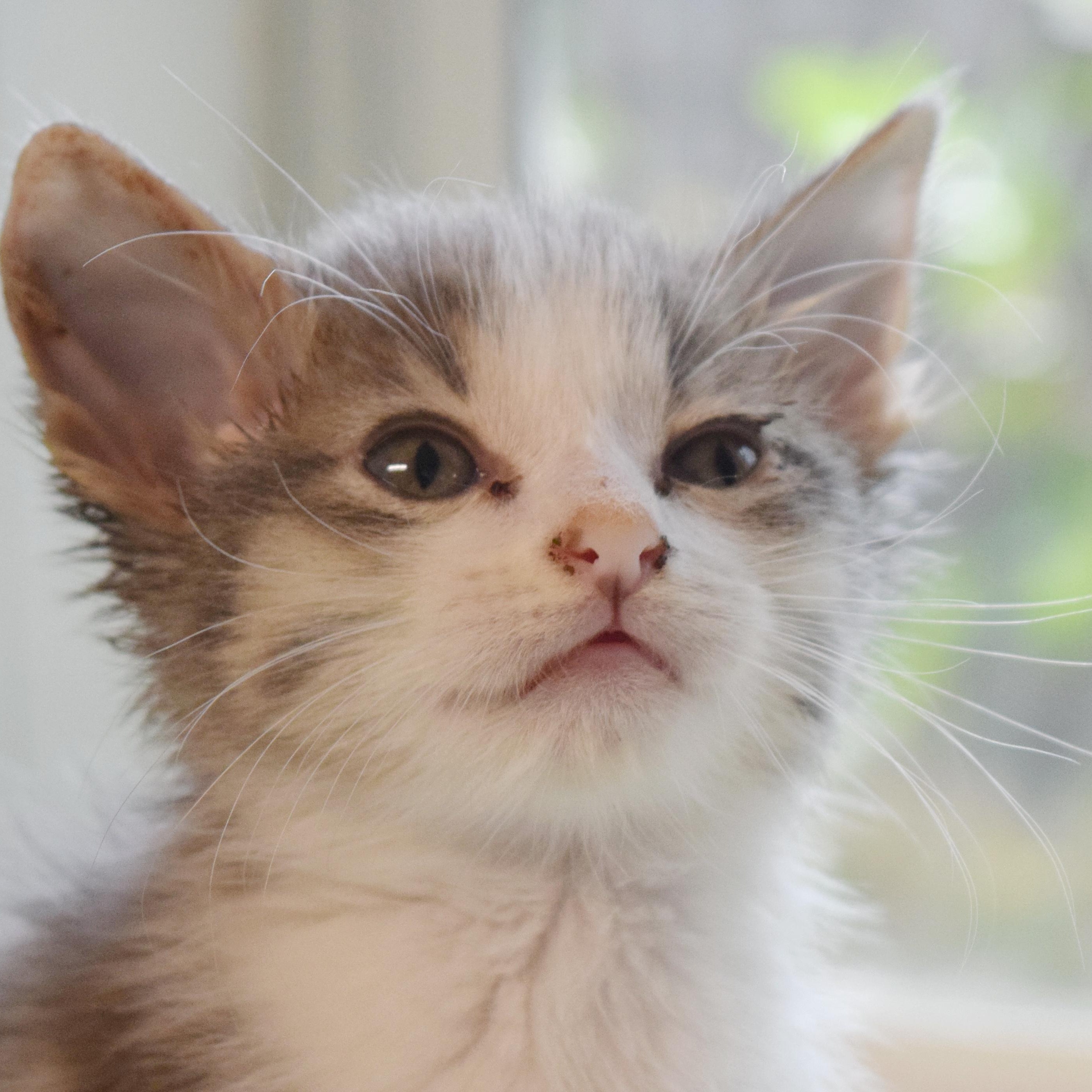 Joey, adopted, Kitten Male Domestic Short Hair.