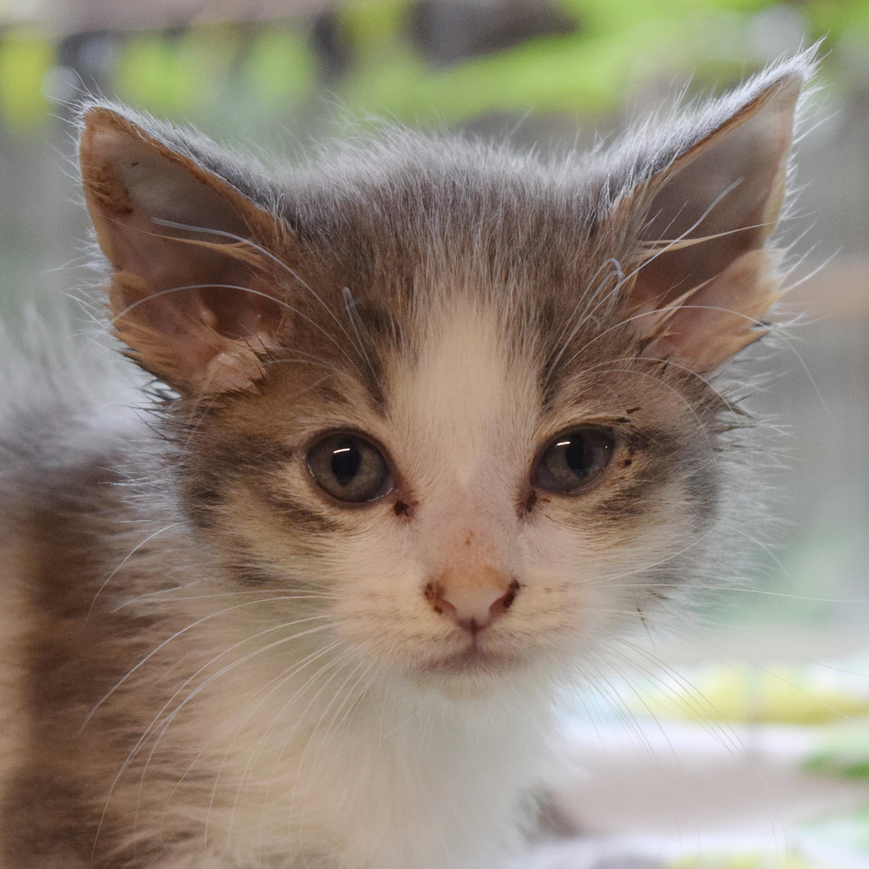 Joey, an adopted mixed breed in Bulverde, TX image 5/6