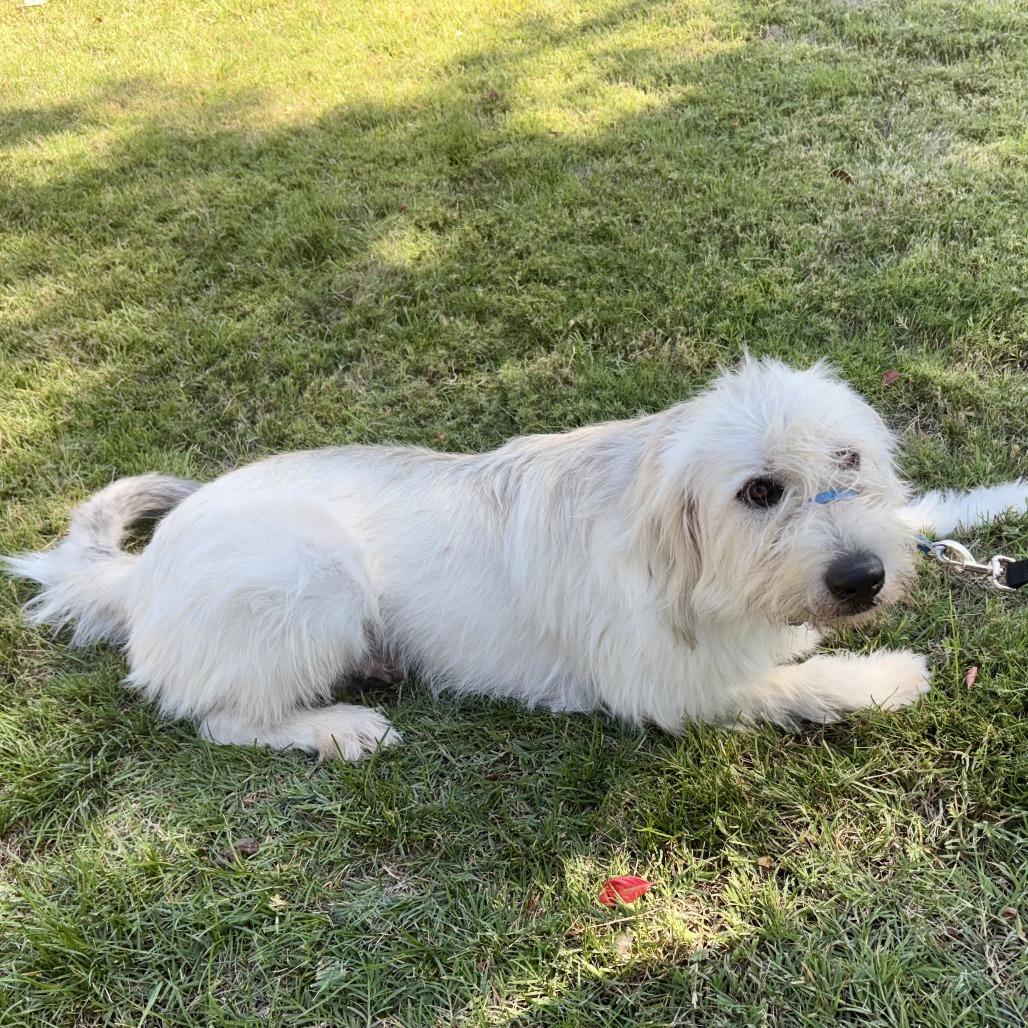 Miss Lola, Adoptable, Adult Female Poodle & Great Pyrenees.