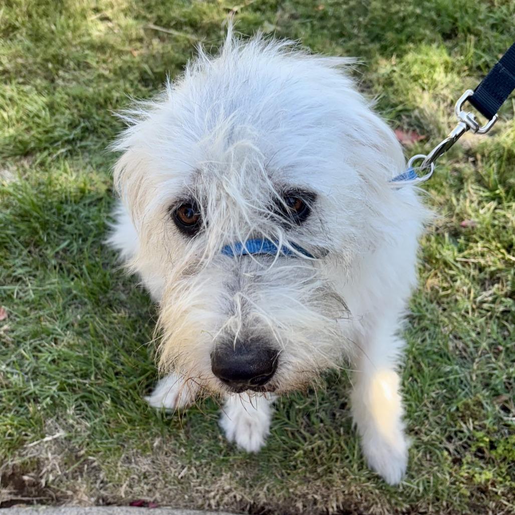 Miss Lola, a Adoptable mixed breed in Sonoma, CA image 3/6