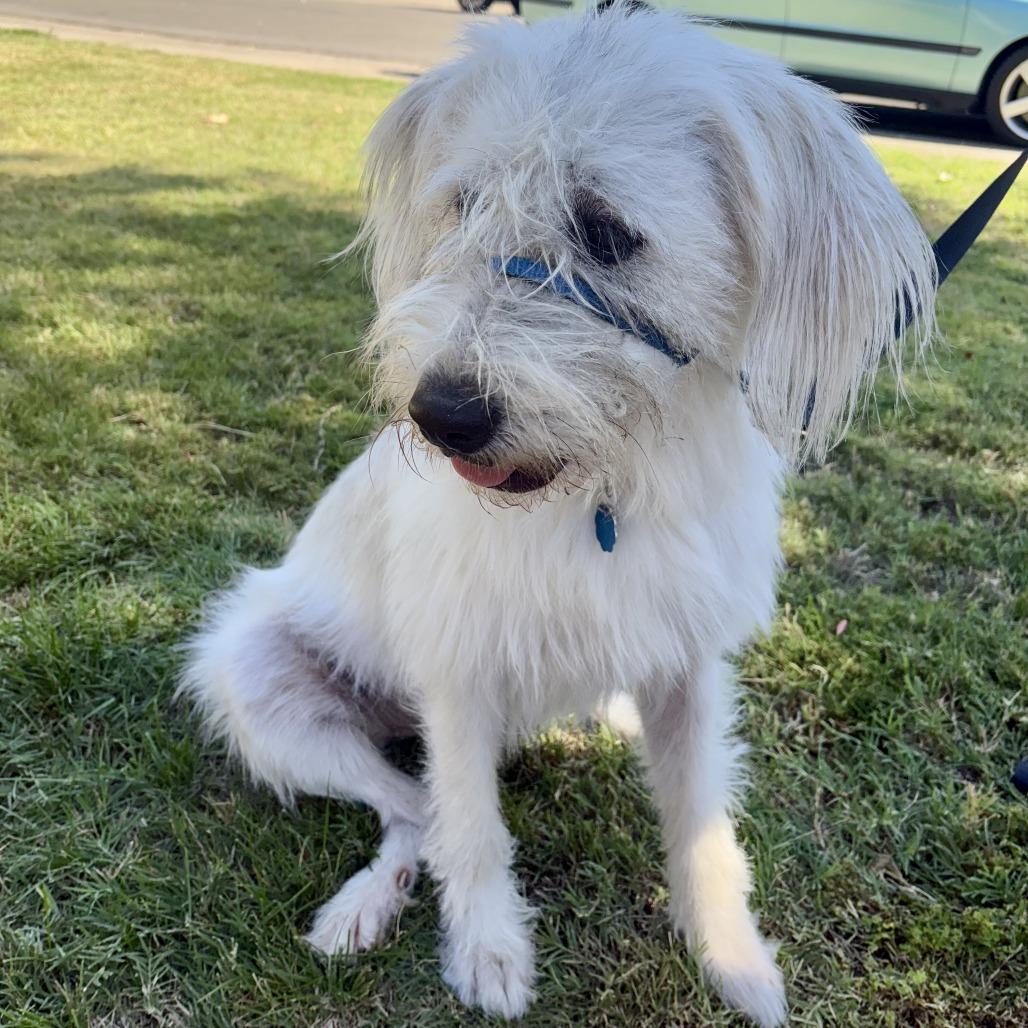 Miss Lola, a Adoptable mixed breed in Sonoma, CA image 4/6