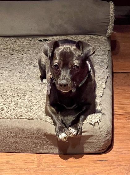 Roscoe, Adoptable, Adult Male Mixed Breed & Mixed Breed.