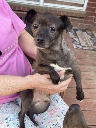 Enlarge Roscoe, a Adoptable Mixed Breed in Fort Worth, TX image 2/6