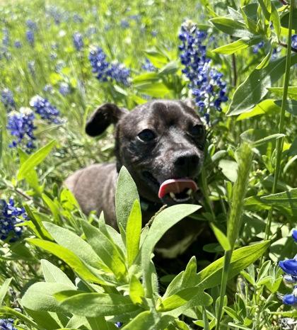 Enlarge Roscoe, a Adoptable Mixed Breed in Fort Worth, TX image 3/6