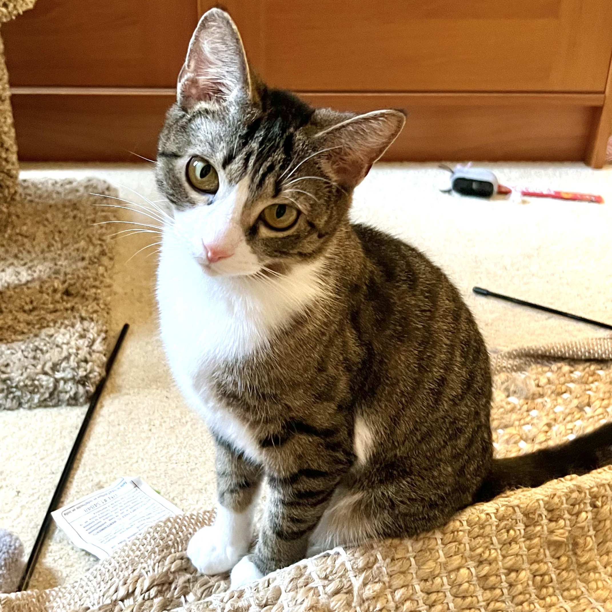 Gracie, adopted, Young Female Tabby.