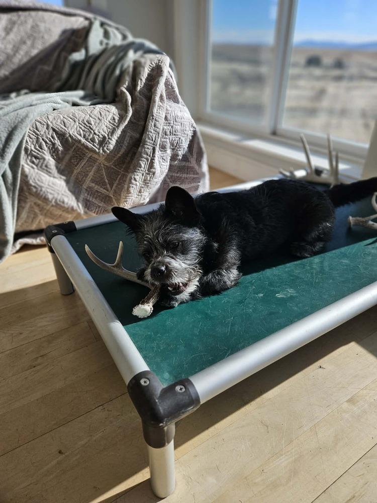 Toto, Adoptable, Puppy Male Scottish Terrier & French Bulldog.