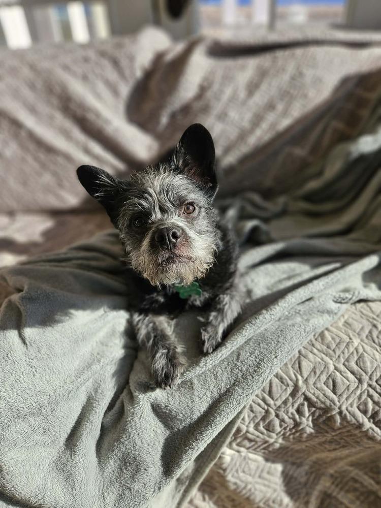 Enlarge Toto, a Adoptable mixed breed in Rathdrum, ID image 6/6