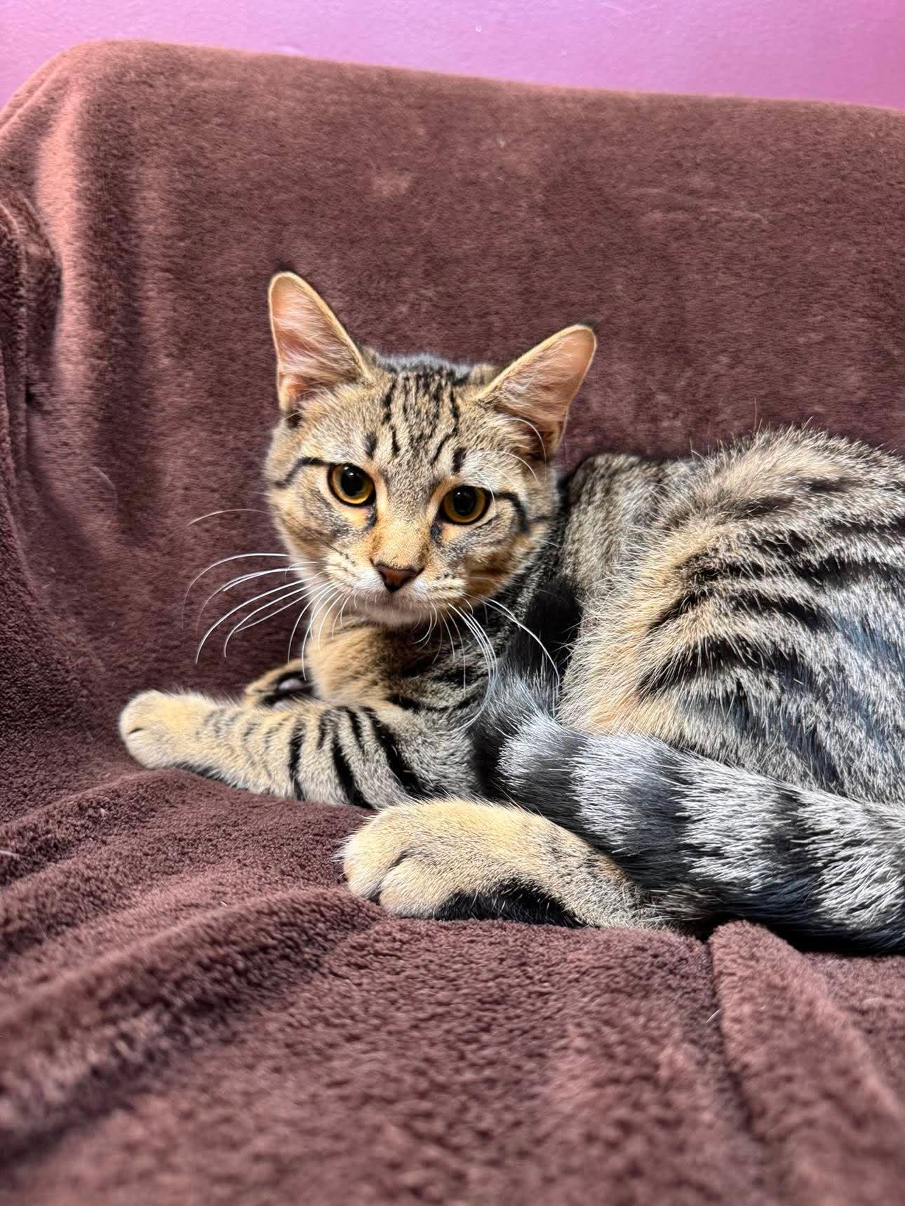Enlarge Denali, a Adoptable Domestic Short Hair in Alexandria, MN image 3/3