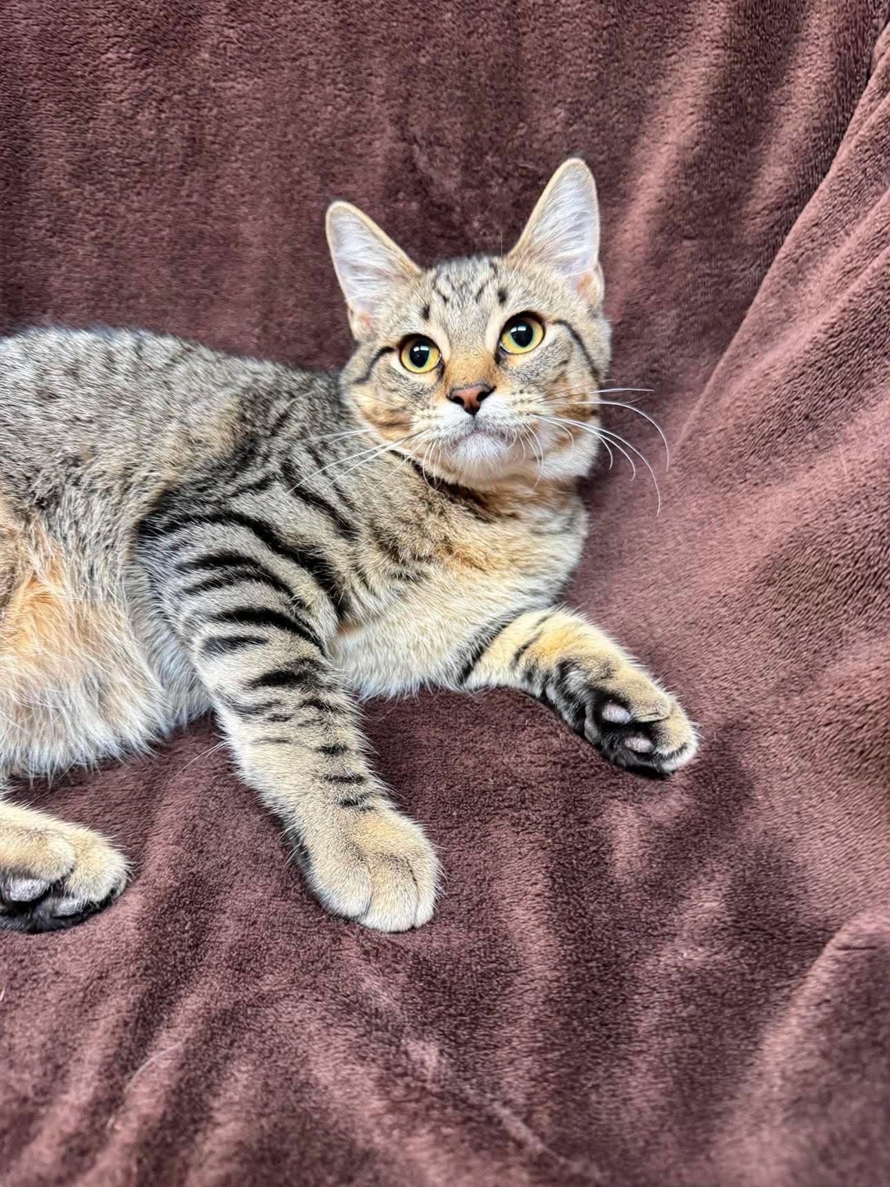 Enlarge Denali, a Adoptable Domestic Short Hair in Alexandria, MN image 2/3