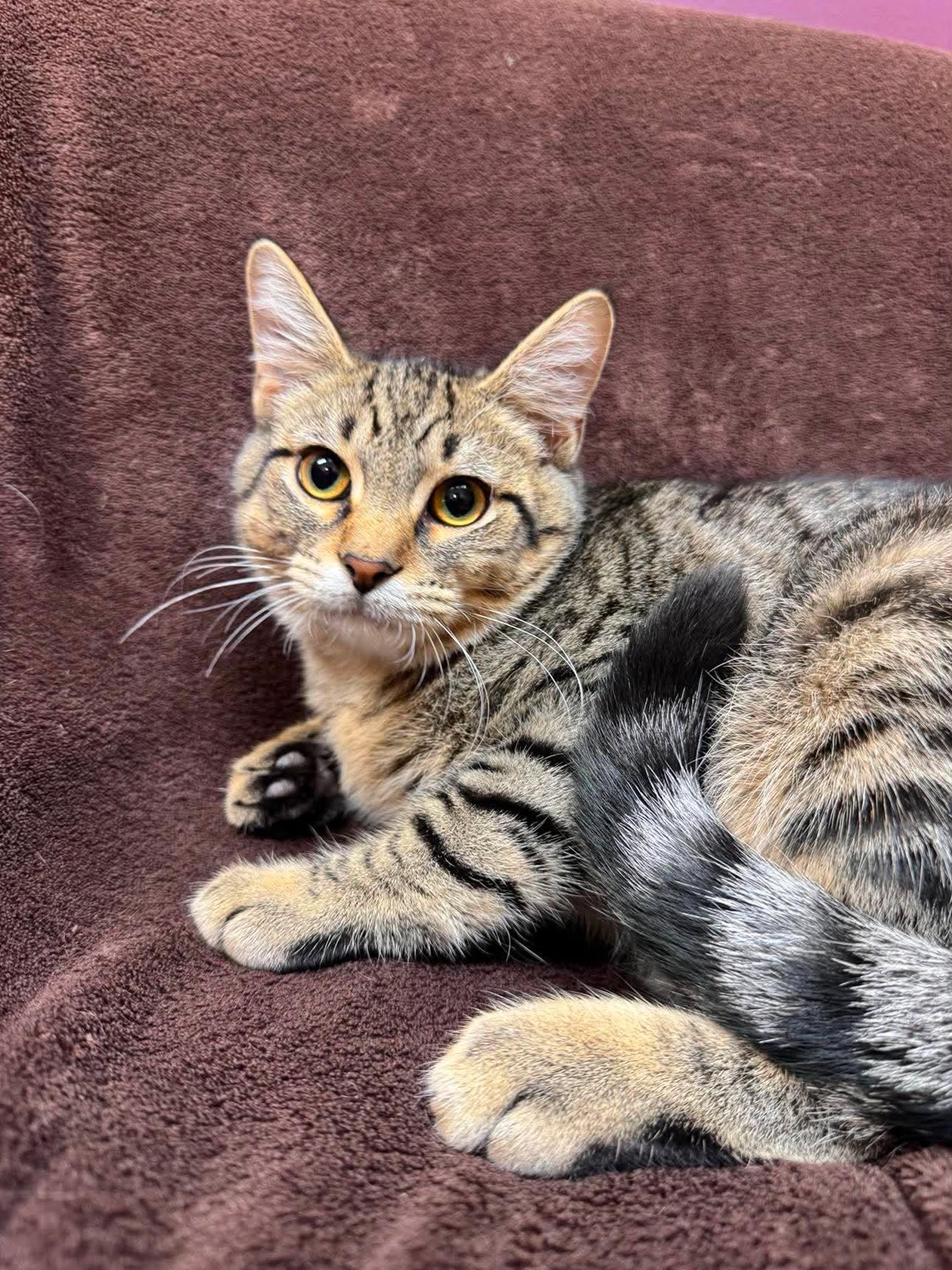 Denali, Adoptable, Kitten Male Domestic Short Hair.