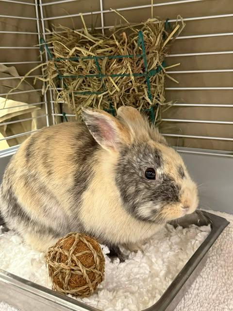 Enlarge MYLES, a Adoptable Bunny Rabbit in Fort Myers, FL image 1/1