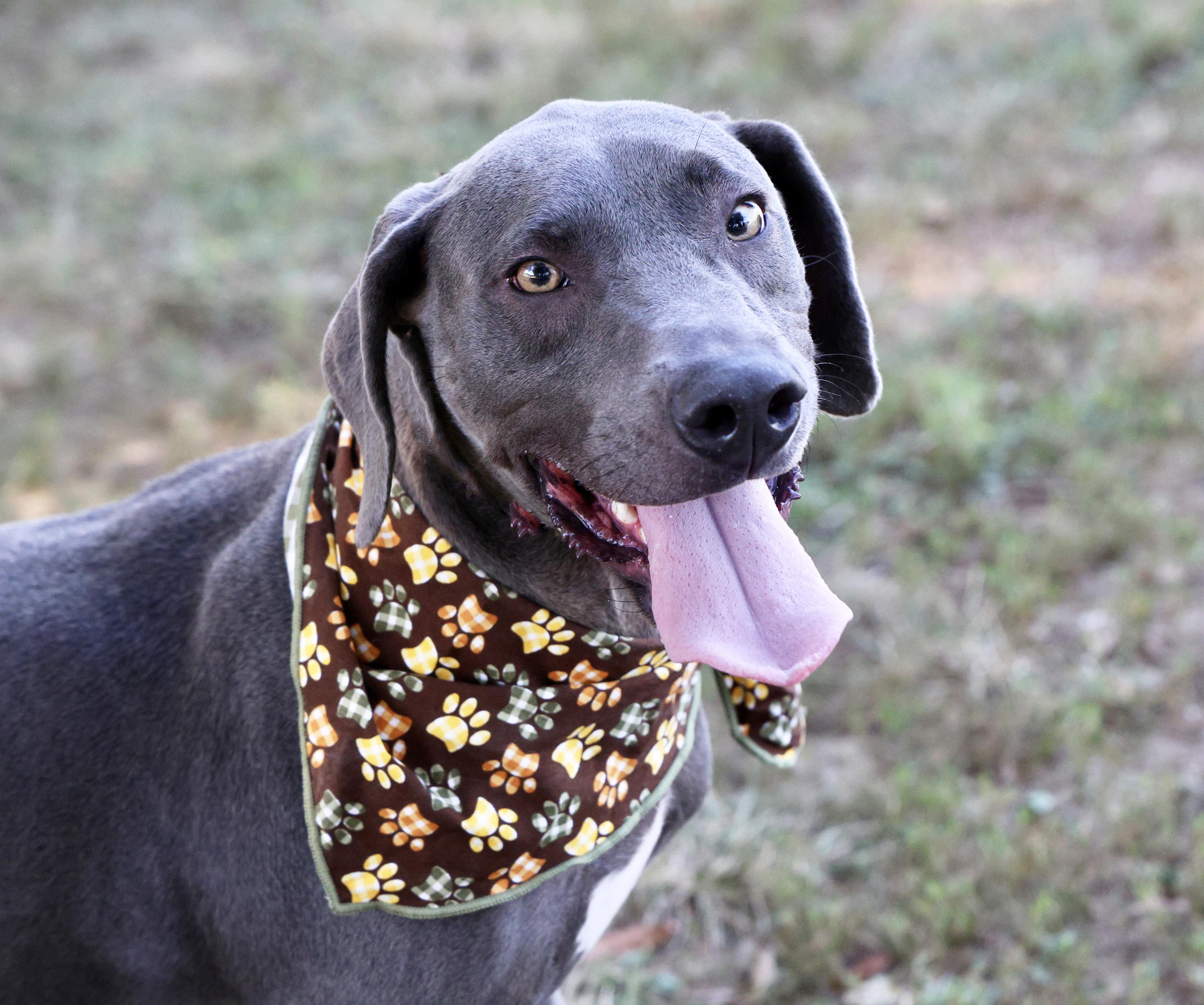 Enlarge Beau, a Adoptable mixed breed in Guntersville, AL image 5/5