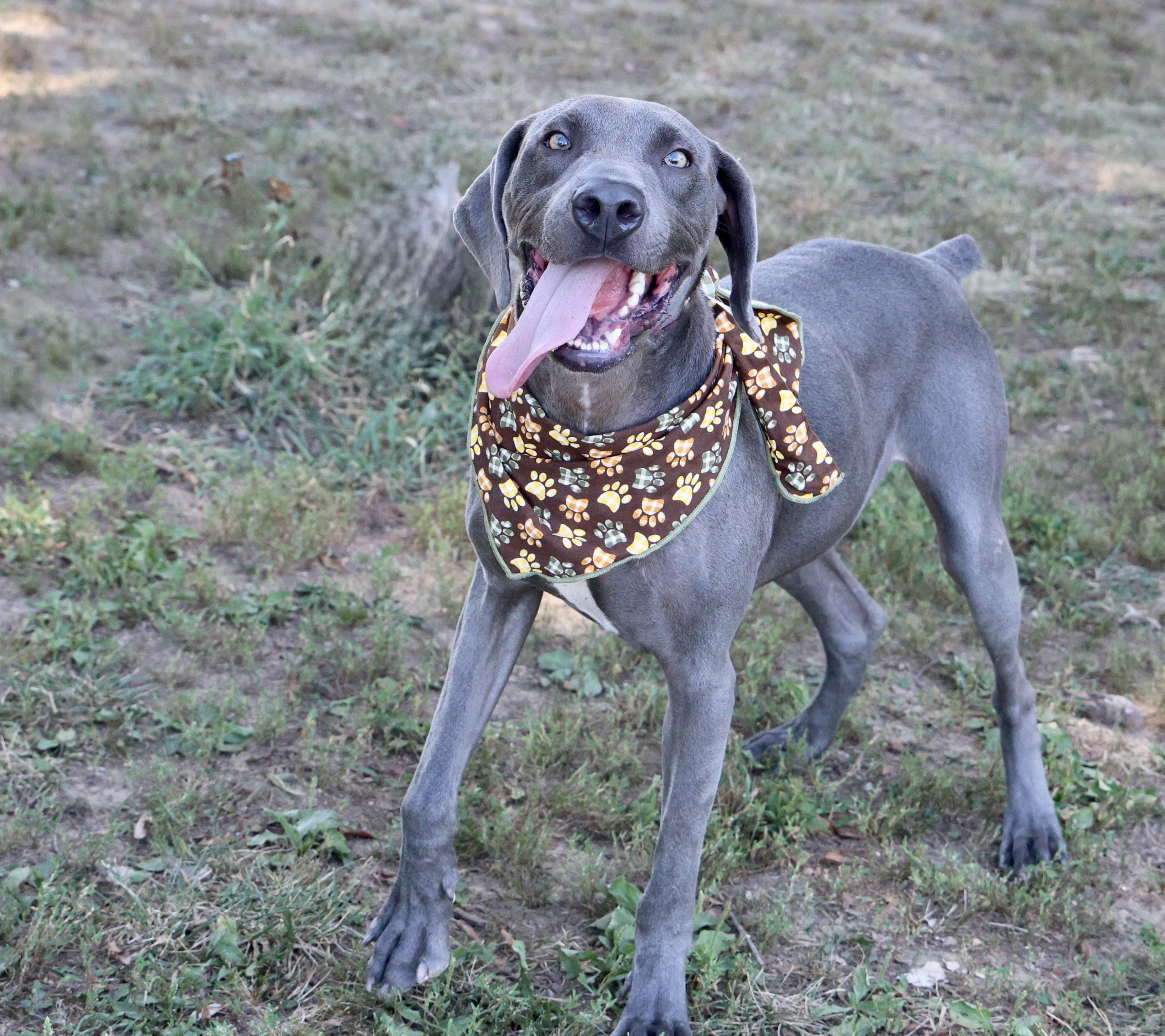 Beau, Adoptable, Young Male Weimaraner.