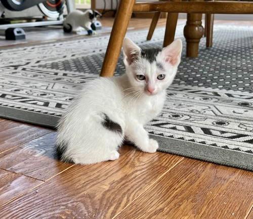 Astra, Willow Grove Area, (FCID 06/24/2025-117)