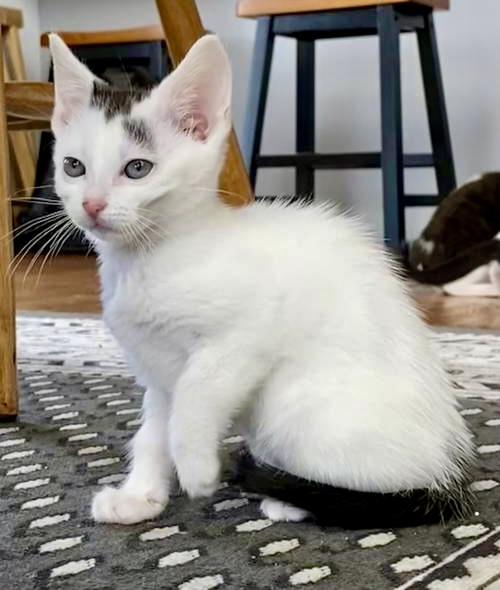 Astra, Willow Grove Area, (FCID 06/24/2025-117)