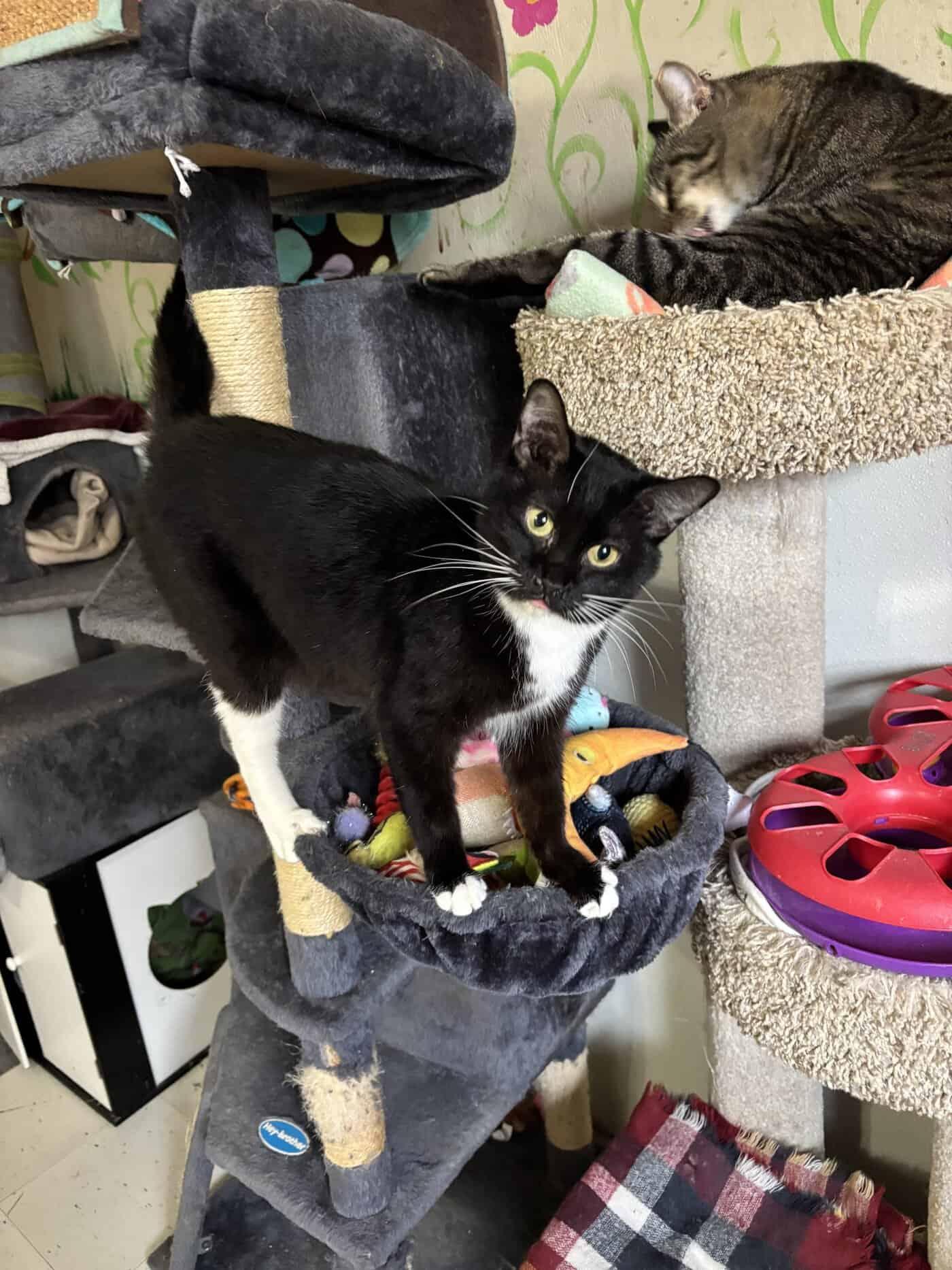 Enlarge Violet, a Adoptable American Shorthair in Greenville, SC image 2/3