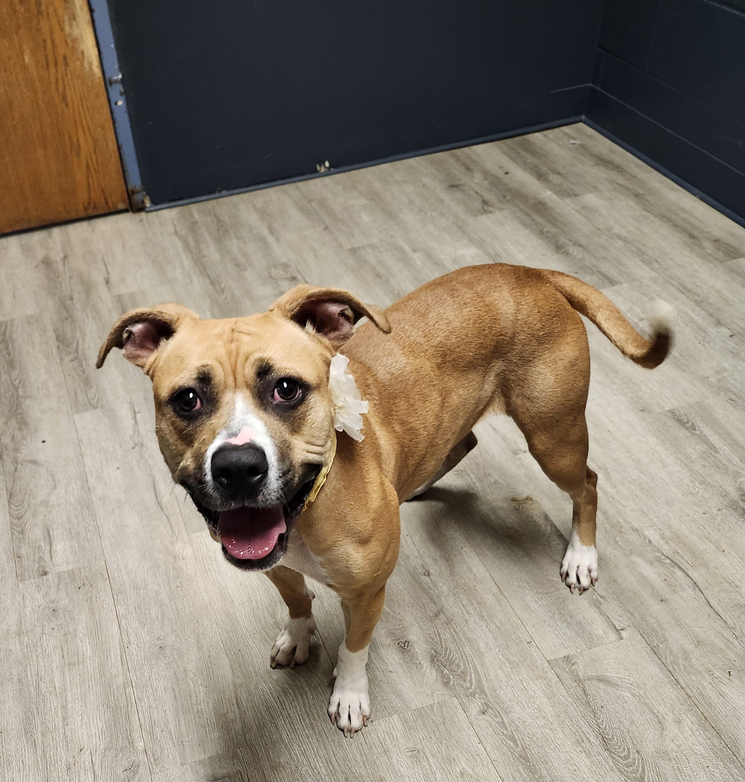 Chili, Young Female Pit Bull Terrier