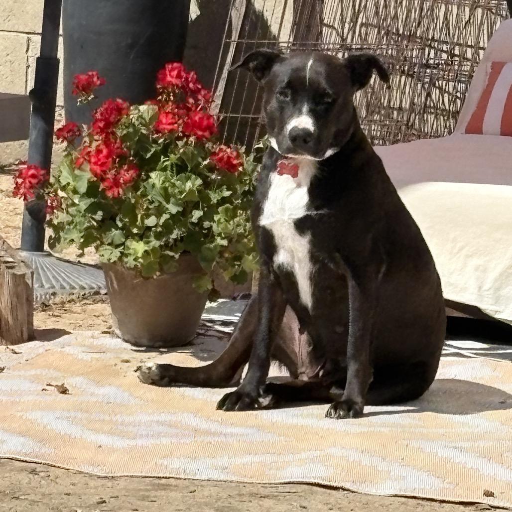 Gigi (Fabiola), Adoptable, Adult Female Black Labrador Retriever & Pit Bull Terrier.