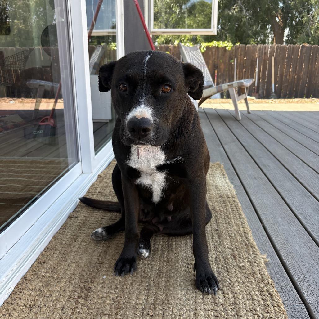 Gigi (Fabiola), a Adoptable mixed breed in Oceanside, CA image 3/3