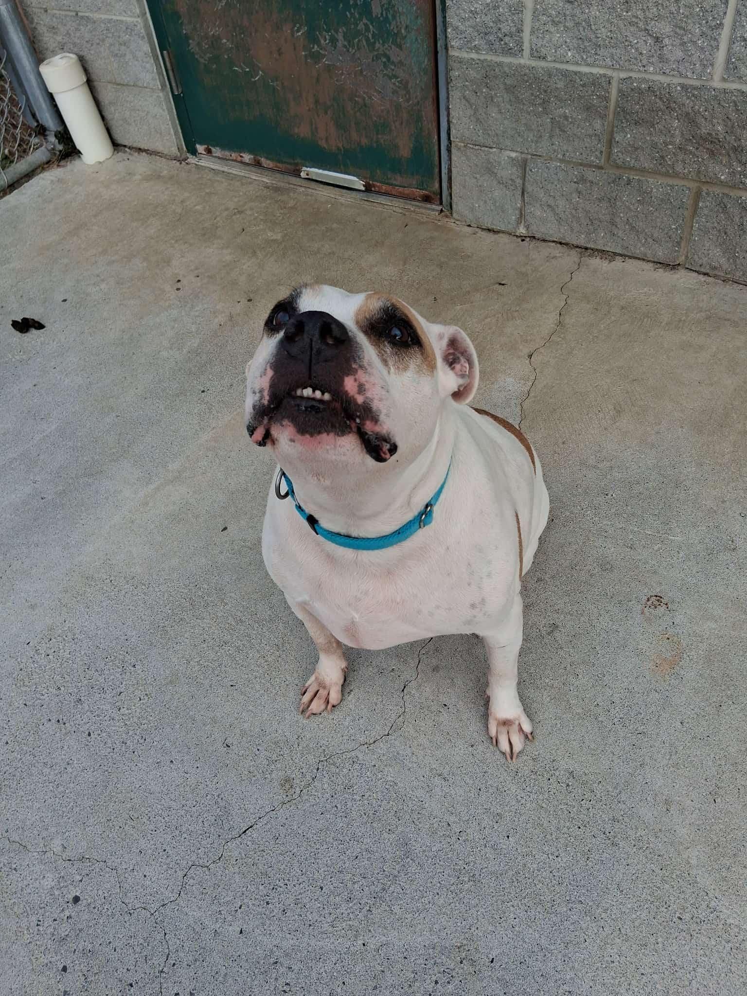 Champo, ADOPTABLE, Senior Male Mixed Breed.