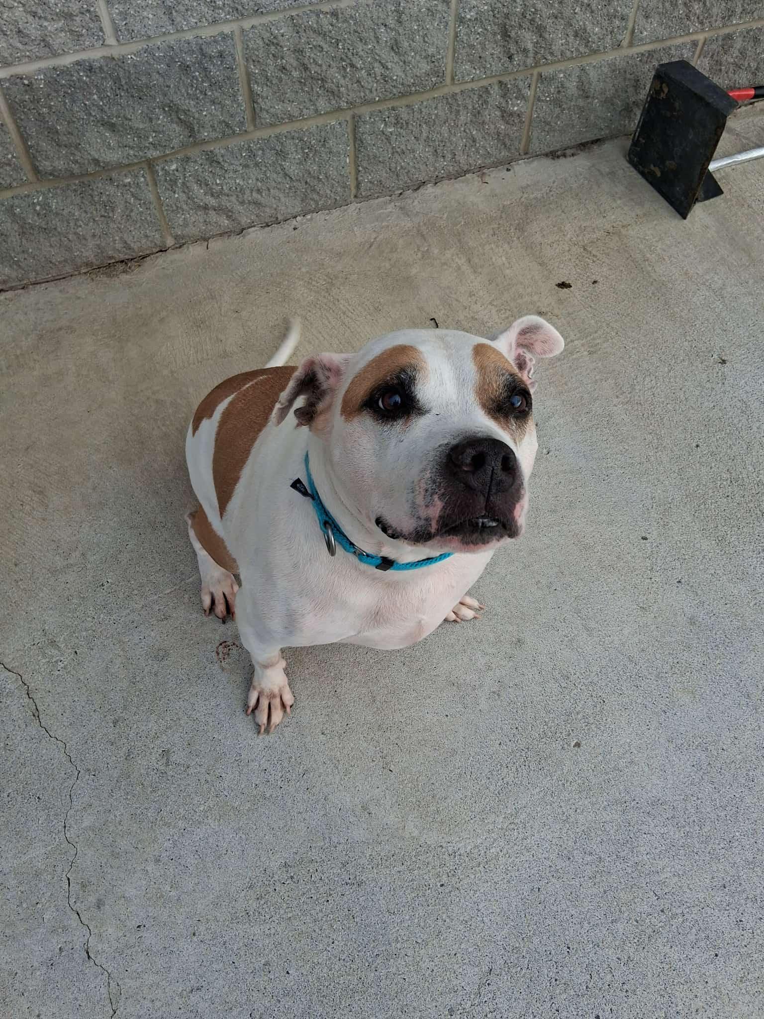 Enlarge Champo, a ADOPTABLE Mixed Breed in Berryville, VA image 2/3