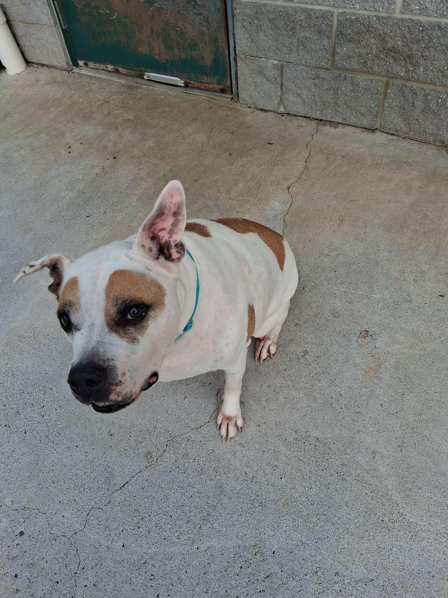 Enlarge Champo, a ADOPTABLE Mixed Breed in Berryville, VA image 3/3