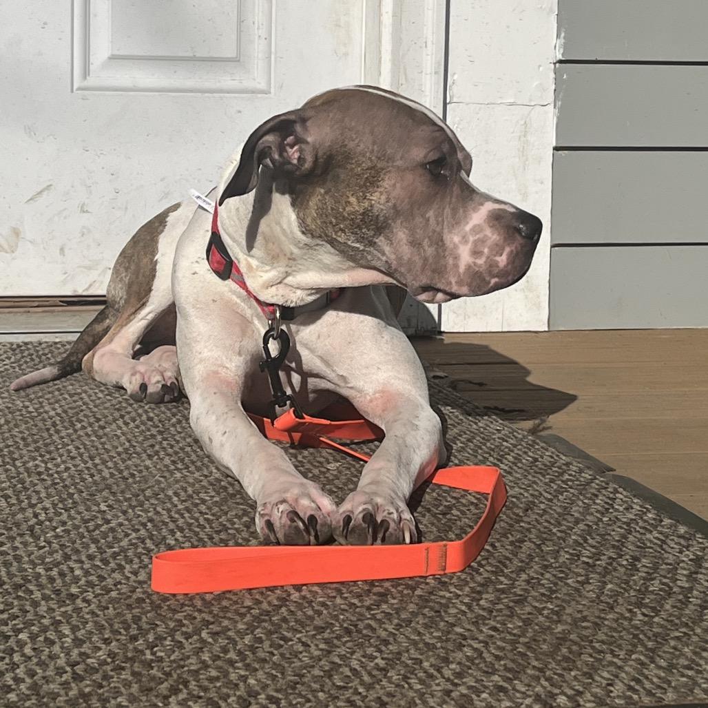 charlotte, Adoptable, Adult Female Pit Bull Terrier & Mixed Breed.